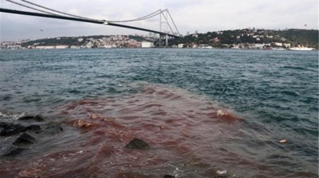 Κοκκίνισε ο Βόσπορος από τη θυσία ζώων που σφάζονται για να γιορτάσουν οι Μουσουλμάνοι το θρησκευτικό φεστιβάλ «Έιντ αλ Αντά»(ΒΙΝΤΕΟ)